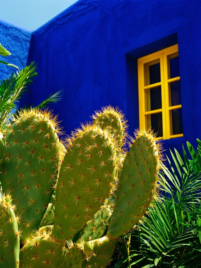 Cactus et épines